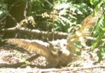 NYBG owl