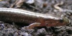 dusky salamander
