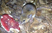 white footed mouse
